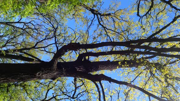 Vertical Video of the Forest in the Spring on a Sunny Day