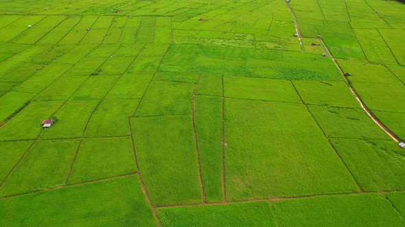 4K, A green rice field waving in the wind, Green rice plants growing. Nature Aerial footage