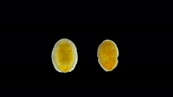 Aleyrodidae Larval Stage(pupa) Under a Microscope, Detachment Hemiptera