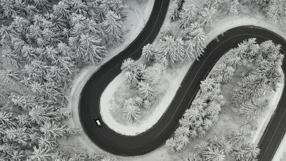 Top View of a Car Moving on the Curvy Road in Frozen Forest with High Pine or Spruce Trees Covered