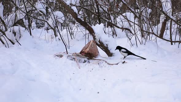 Eurasian magpie, Pica Pica