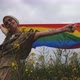 Middle aged woman with LGBT flag on field with yellow flowers - VideoHive Item for Sale