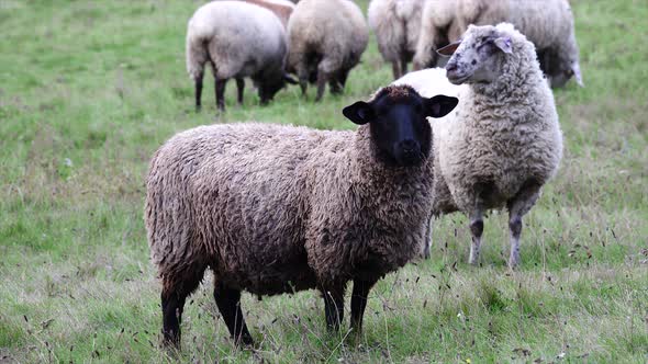 Sheep (Ovis) grazing in a meadow