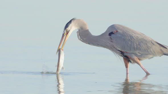 Great blue heron hunting and catching a barracuda in South Florida beach coast