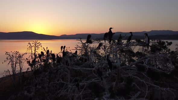 Colony of Cormorants on a Dead Pine Trees