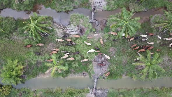 Aerial view of cows herd grazing grass 