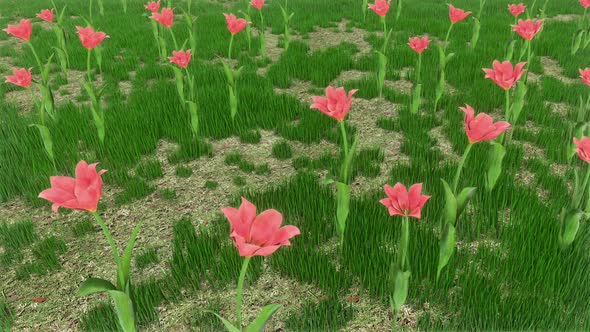 Grass Field 02 Hd 