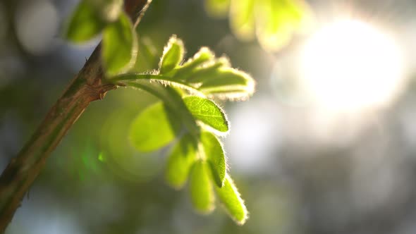 Sunbeam In The Leaves