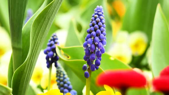 Colorful purple flower in a garden close-up.