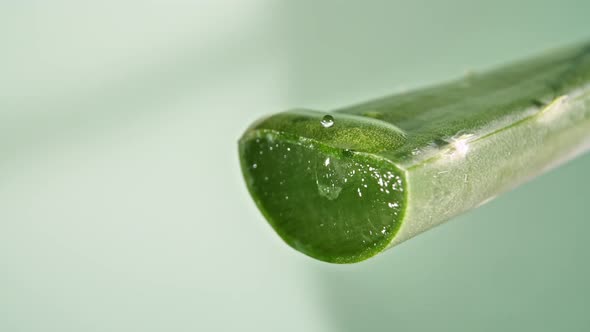 Motion of Dropping a Drop Aloe Vera Liquid From Leaf on Green Blurred Background