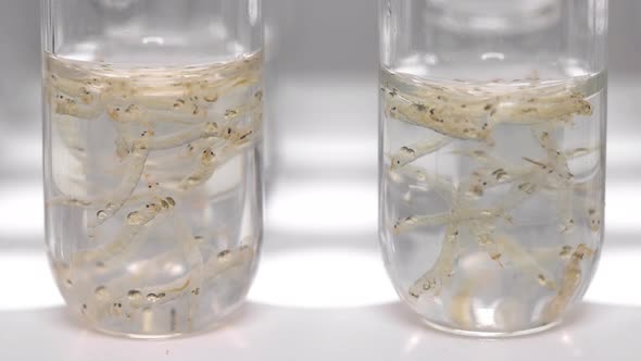 Two Test Tubes with Chaoborus Larvae