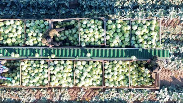 Farmers are Relocating Cabbage From the Conveyor Into the Boxes