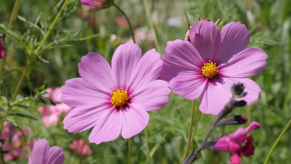 Pink beautiful autumn flower Cosmos bipinnatus in the garden  4K 2160p 30fps UltraHD footage - Close