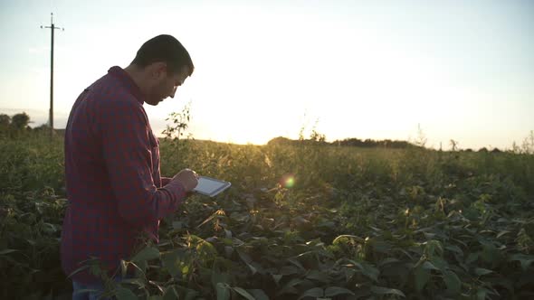 Farmer Uses a Tablet Computer on a Soy Field