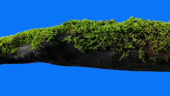 Forest Log Cut Out On Blue Screen Compositing Element