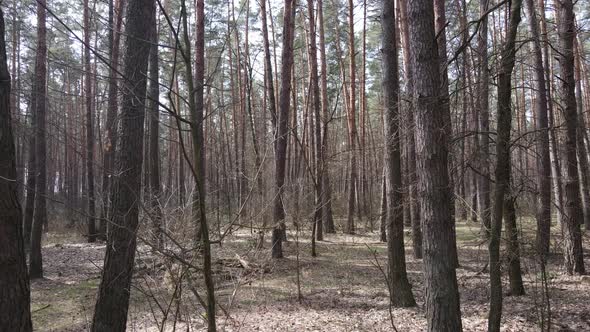 Forest Landscape Aerial View Slow Motion