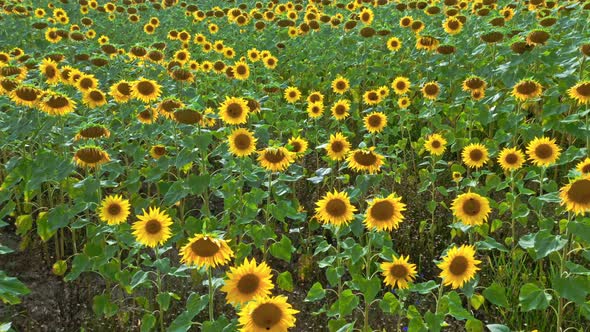 Aerial view of agriculture. Blooming sunflower field in summer. alt
