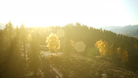 Aerial View of the Beautiful Autumn Forest at Sunset with Green Pine Trees