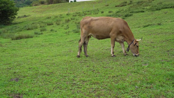 A brown cow with a bell grazes and eats fresh grass
