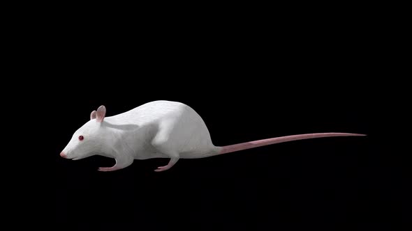 White Rat Eat Side View