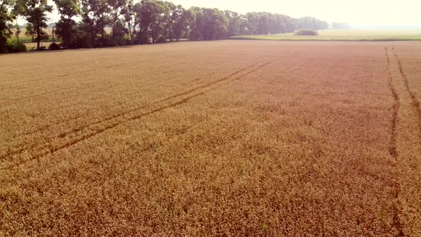 Landscape Wheat Field