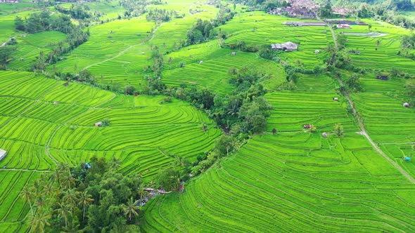 Aerial View of Rice Terraces. Bali, Indonesia. Agricultural Landscape from The Air.