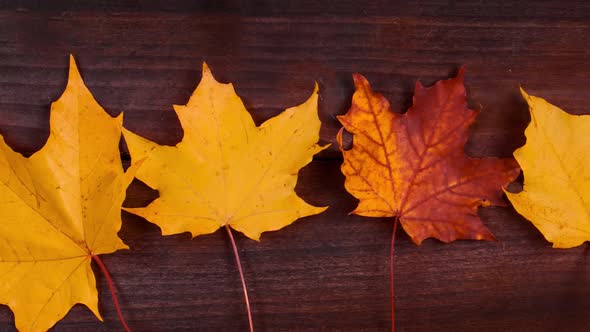 Yellow Autumn Maple Leaves on a Brown Wooden Background