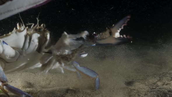 A unique and rare close-up view of a Blue Swimmer Crab reacting aggressively to other fish trying to