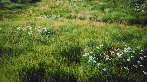 Green Hills with Fresh Grass and Wild Flowers in the Beginning of Summer