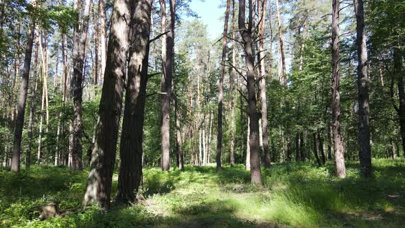 Beautiful Green Forest on a Summer Day Slow Motion