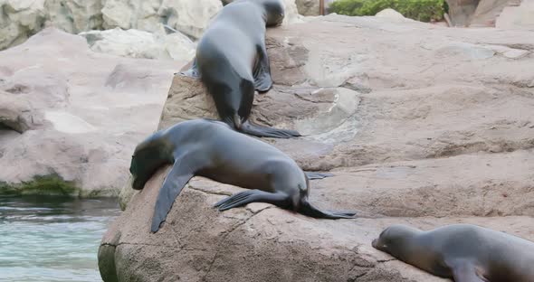 Sea lion lying on the rock