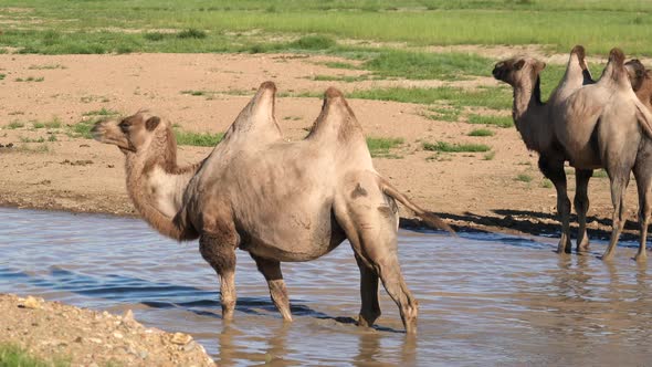 Free Herd of Wild Camels in Natural Lake Water