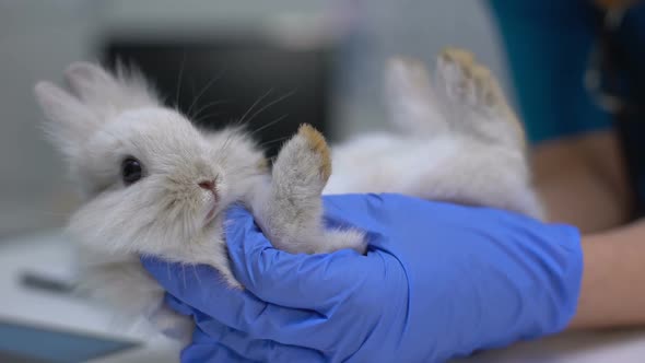 Vet Examining Rabbit Foot for Sprains, Diagnostics of Pododermatitis, Arthritis