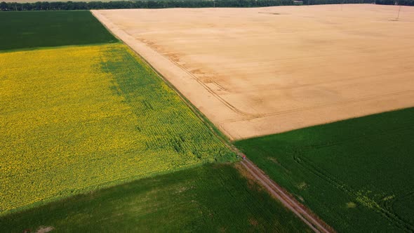 Panoramic View Sunflower Field Big Yellow Wheat Field and Fields with Other