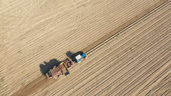 Farmer Tractor Collects Ripe Tubers Of Vegetables In An Agricultural Field