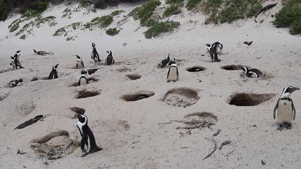 African Penguins den in burrows of beach sand in South Africa