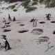 African Penguins den in burrows of beach sand in South Africa - VideoHive Item for Sale