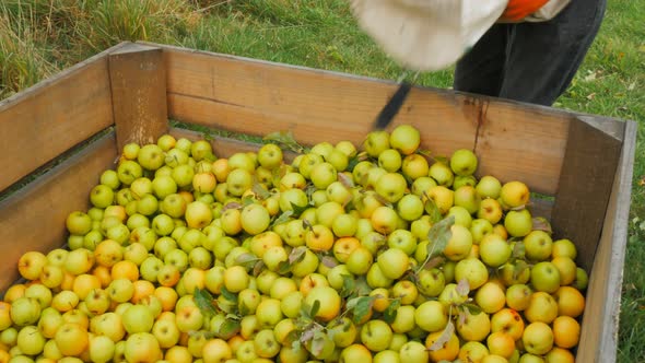 worker empties a bag of golden delicious apples into a wooden bin