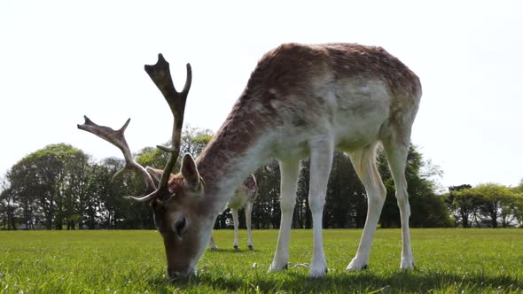 Deer grazing the grass in the Phoenix Park in Dublin, Ireland