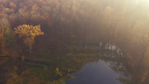 Drone Flying Over Forest In Beautiful Golden Autumn Sunlight, Drone Stock Footage By Drone Rune