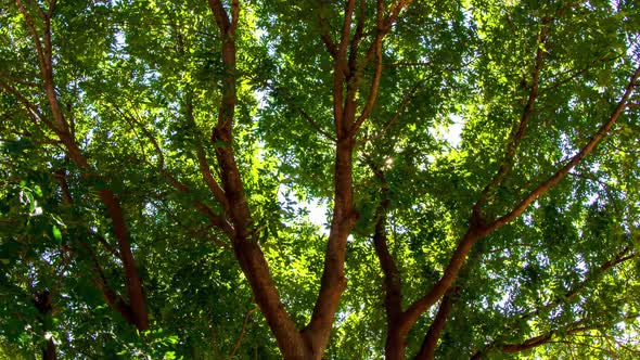 Sun Behind Tree Time Lapse