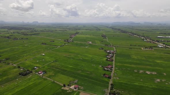 The Paddy Rice Fields of Kedah and Perlis, Malaysia