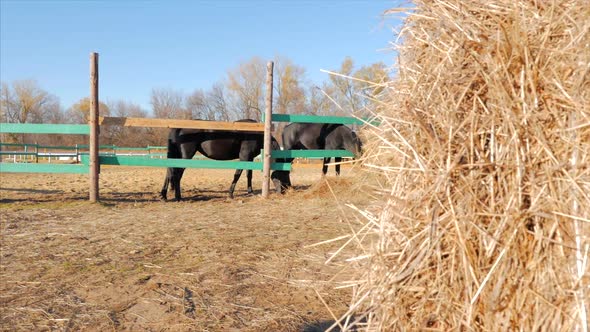 Young Stallions, Elegant Thoroughbred Horse. Dark Drown Horse Running in the Aviary. Animal Care