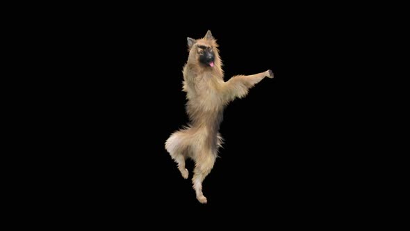 Dog Dance HD