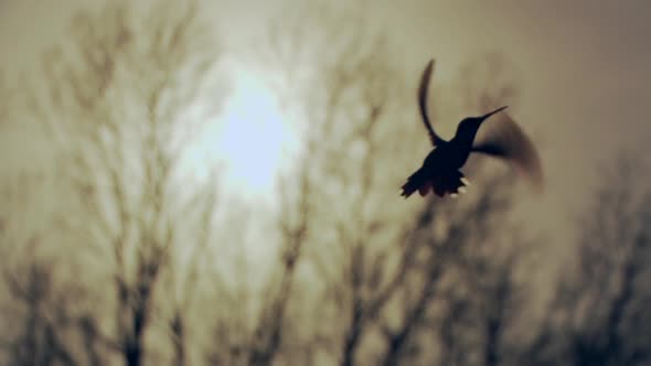 Hummingbird flying at Sunset.