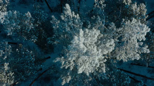 Snowy White Forest In Winter Frosty Day