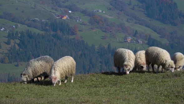 Herd of Sheeps in Foggy Meadows.