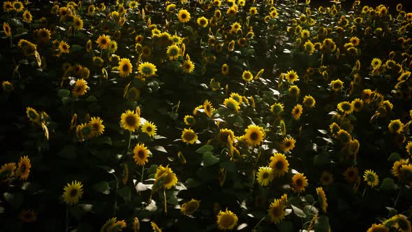 Sunflower Field and Cloudy Sky alt