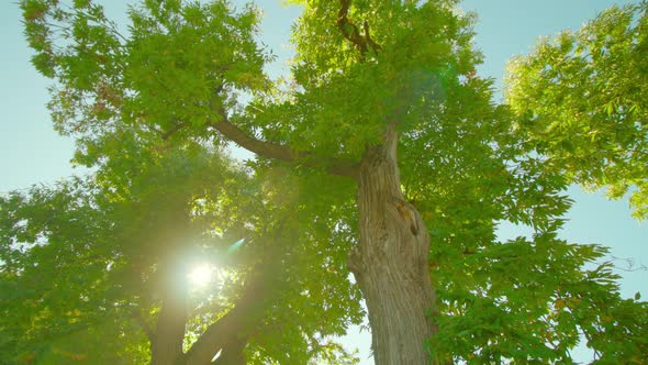 High Sweet Chestnuts with Wide Green Crowns Under Sunlight