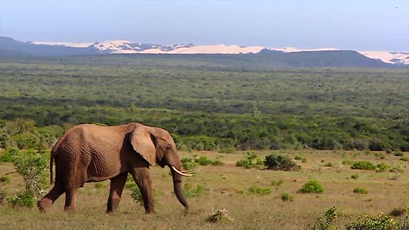 African Bull Elephant Walking Across Open Plains.